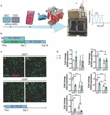 Hydrostatic Pressure Regulates the Volume, Aggregation and Chondrogenic Differentiation of Bone Marrow Derived Stromal Cells